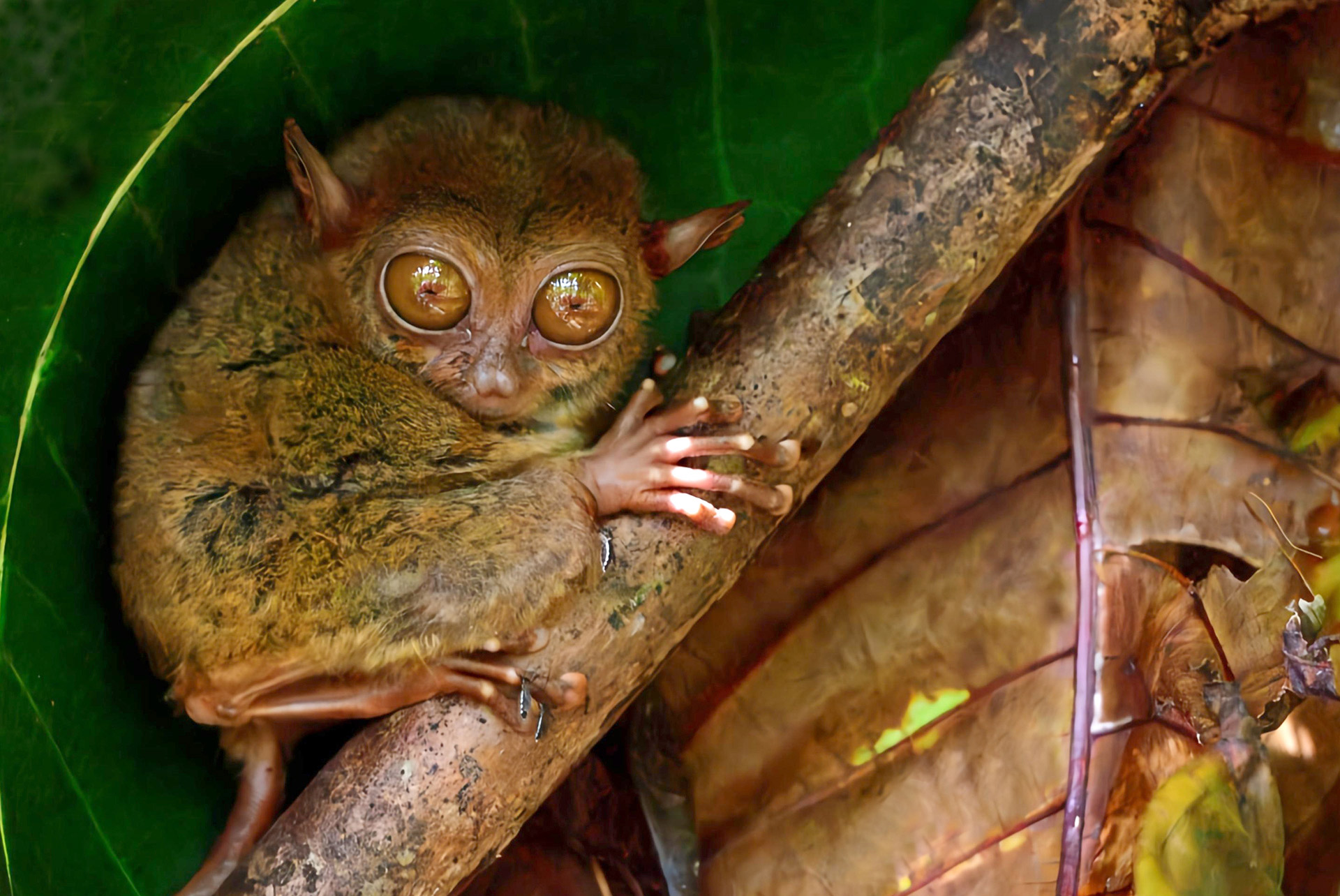 Долгопят. Остров Бохол. Филиппины. Tarsier. Bohol island. Philippines.