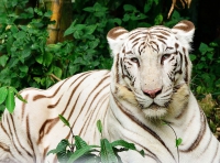 Белый тигр. Портрет. White Tiger. Portrait.