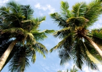 Пальмы. Palms... 1