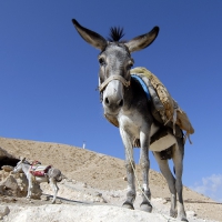 donkey from Vadi-Kelt