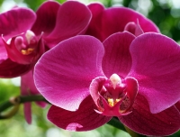 Что за праздник без цветов? What is a holiday without flowers?