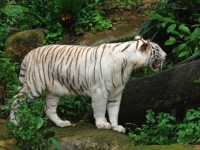 Белый тигр. White Tiger.