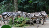 Зебры. Zebras.