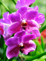 Орхидеи. Orchids.