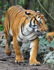 Портрет тигра. Tiger...