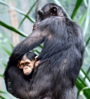 Обезьяны. Мать и дитя. Monkey. Mother and child. Negara ZOO.