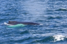 Горбатый кит...