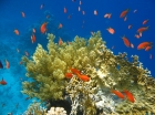 Коралл и его обитатели