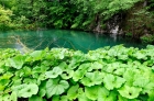 Природа - мать наша ! Плитвицкие озера. Plitvice Lakes. 6