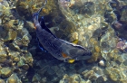 Шарм-Эль-Шейх. Рыбы2. Sharm-El-Sheikh. Fishes2