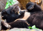 Медвежий релакс. Зоопарк Дусит. Бангкок.Bear
