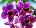 Опять орхидеи. Orchid.