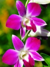 Орхидея. Orchid.