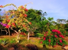 Садик на острове Пи-Пи. Phi Phi Garden.